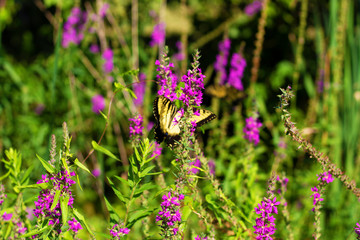 Eastern Tiger Swallowtail