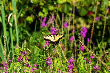Eastern Tiger Swallowtail