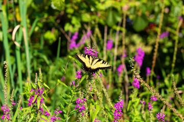 Eastern Tiger Swallowtail