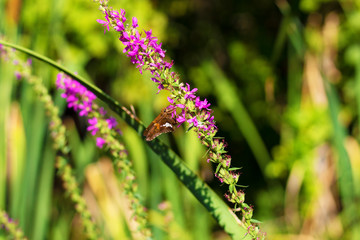 Skipper butterfly