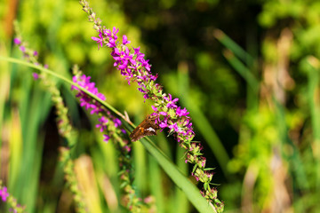 Skipper butterfly