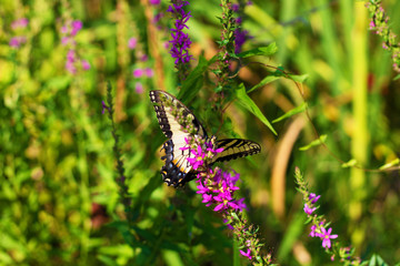 Eastern Tiger Swallowtail
