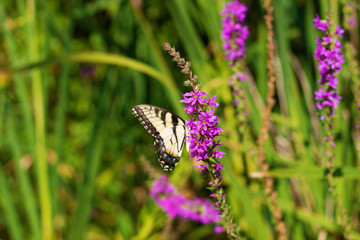 Eastern Tiger Swallowtail