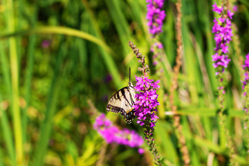 Eastern Tiger Swallowtail