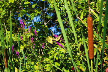 Eastern Tiger Swallowtail