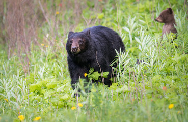 Black bear in the wild