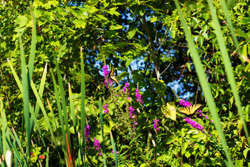 Eastern Tiger Swallowtail