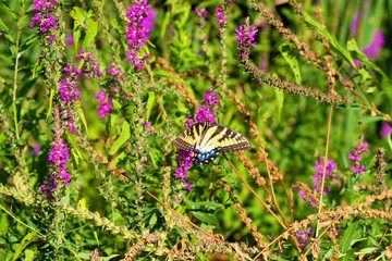Eastern Tiger Swallowtail