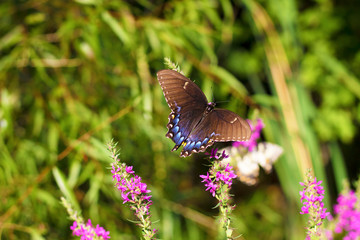 Spicebush Swallowtail