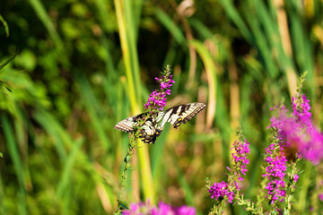Eastern Tiger Swallowtail