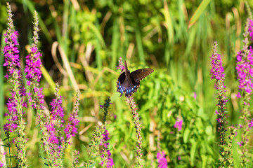 Spicebush Swallowtail