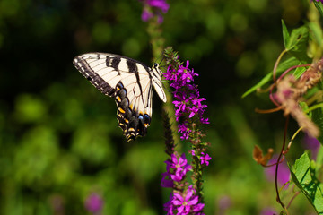 Fototapeta na wymiar Eastern Tiger Swallowtail