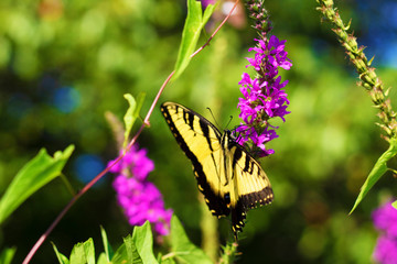 Eastern Tiger Swallowtail
