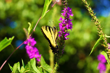 Eastern Tiger Swallowtail