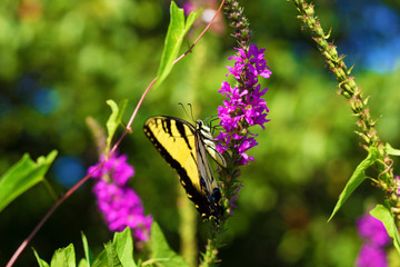 Eastern Tiger Swallowtail