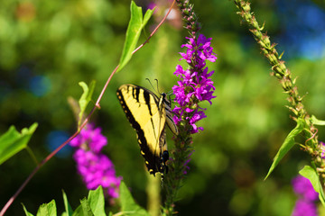 Eastern Tiger Swallowtail