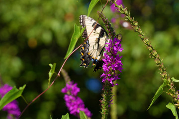 Eastern Tiger Swallowtail