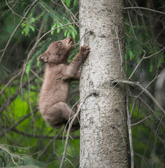 Black bear in the wild