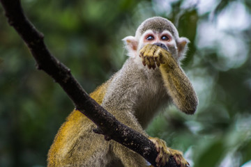 A little monkey