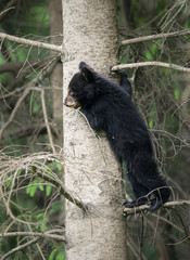Black bear in the wild