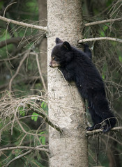 Black bear in the wild