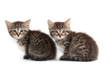 Obraz premium Two tabby kittens on white