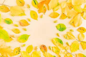 Flat lay composition with colorful autumn leaves on a color background