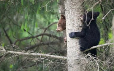 Black bear in the wild
