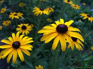 Rudbeckia yellow in the garden, autumn background