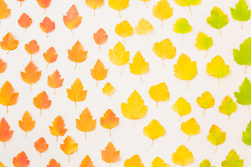 Flat lay pattern with colorful autumn leaves on a white background
