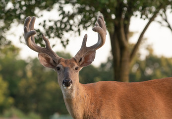 Naklejka na ściany i meble White-tailed deer buck with velvet antlers