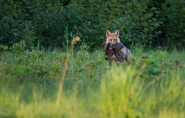 Red fox carrying a hare