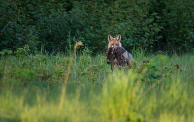 Red fox carrying a hare