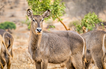 African impala in Kenya