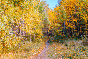 Footpath in the autumn park with colorful trees and leaves