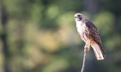 Hawk