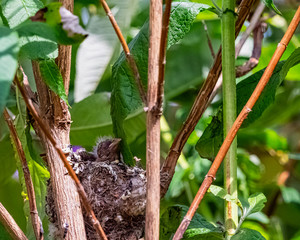 European goldfinch (Carduelis carduelis) nest with chicks - London, United Kingdom