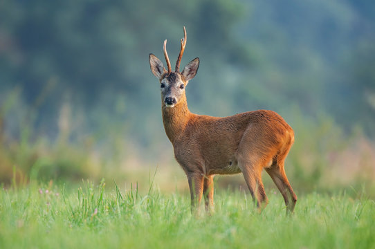 Wild roe deer (Capreolus capreolus) standing in a field and looking at the camera