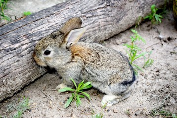 Domesticated rabbit in the yard