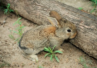 Domesticated rabbit in the yard