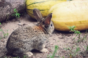 Domesticated rabbit in the yard