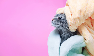 Funny smiling wet gray tabby cute kitten in green bathrobe after bath. Just washed lovely fluffy...