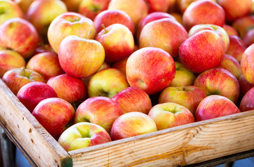 Honey crisp apples at a local outdoor market in Virginia USA