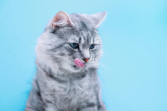 Beautiful lovely fluffy cat licking lips on blue background. Large longhair gray tabby cute kitten with wild look. Pets care concept.