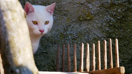 Weisse junge Katze beobachtet
