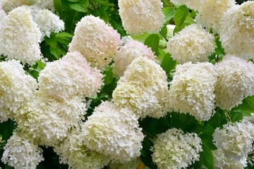 Lush delightful huge inflorescences of white hydrangea in the garden.