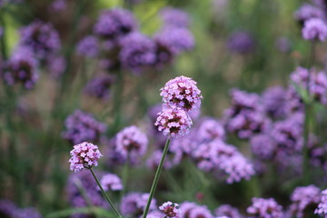Purple Allium
