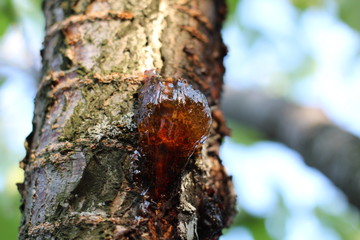 Golden resin on the cherry tree branch