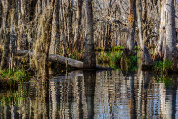 Cypress tree trunks and their water reflections in the swamps near New Orleans, in the Louisiana...