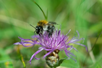 Cornflower, like other cornflowers, is an excellent nectarodic and pylodary plant and blooms long until autumn.
